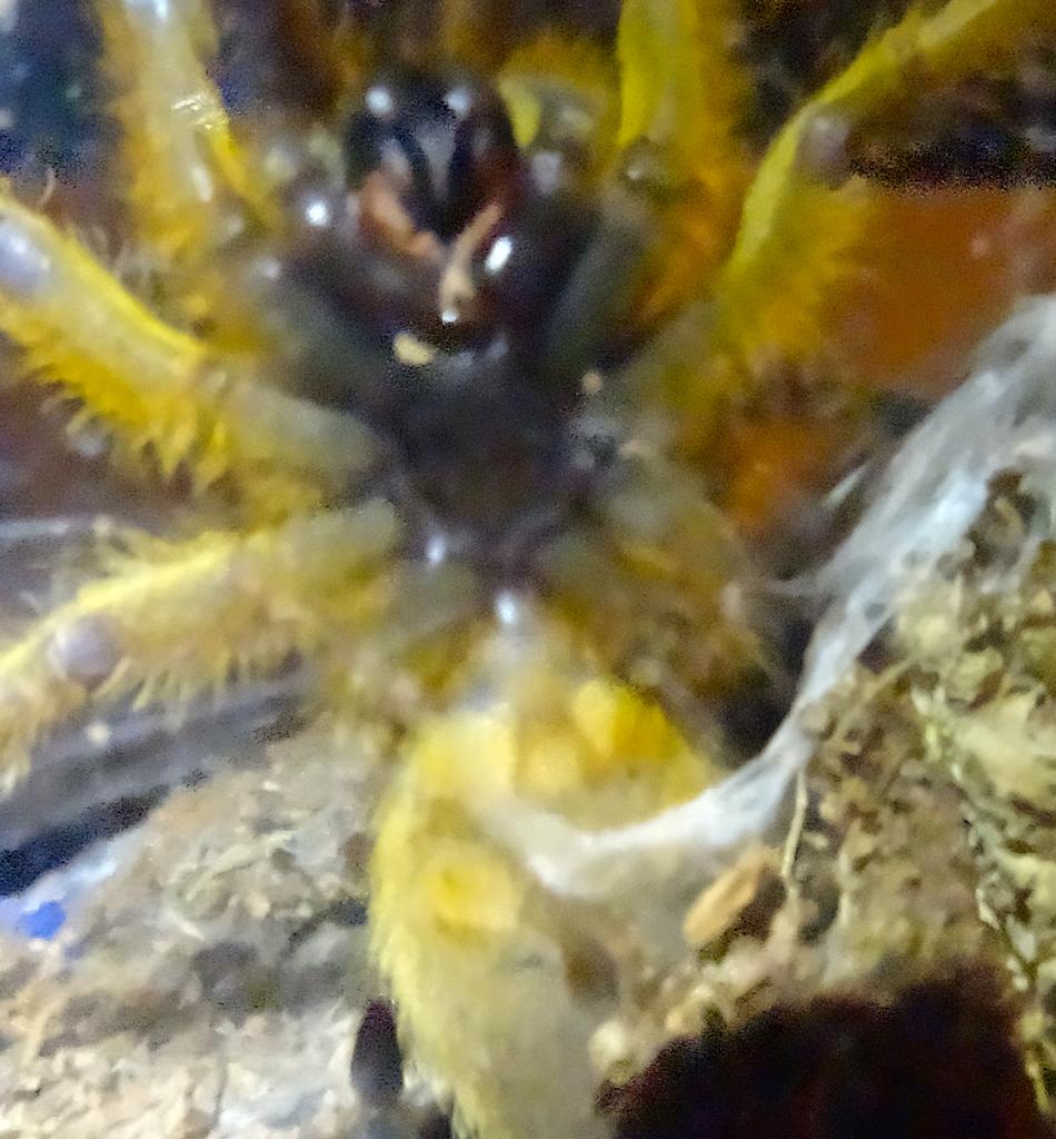 P.Murinus Sexing