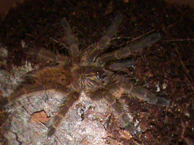 P.murinus sling