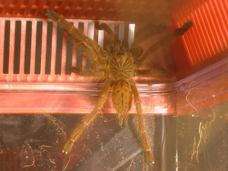 P. Murinus Sling