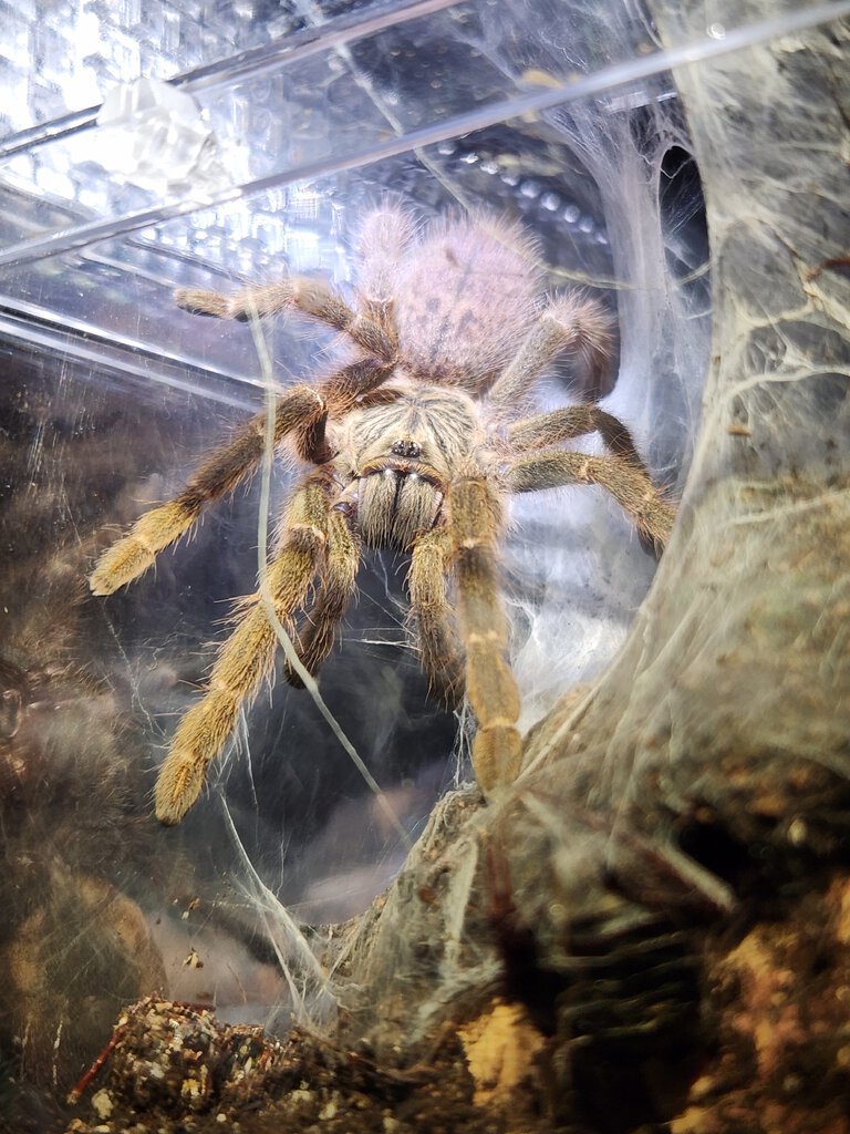 P. Murinus TCF