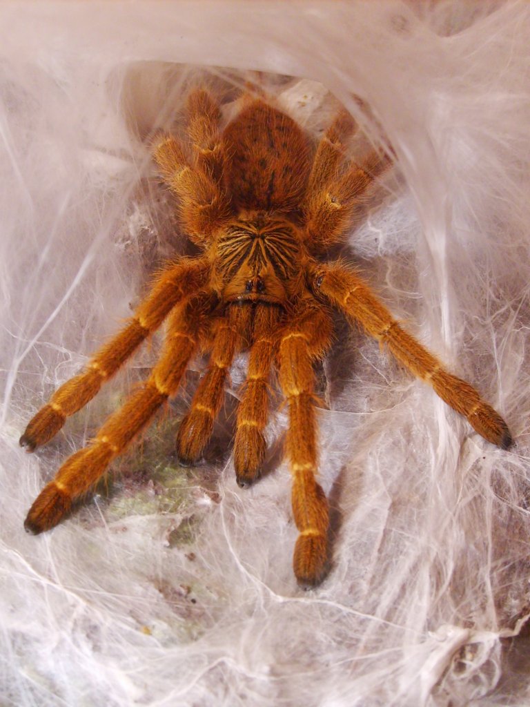 P. murinus usam. l8 m