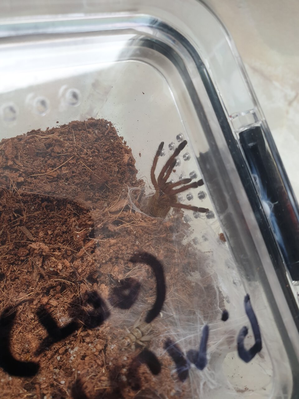 P. Murinus (Usambara) 1"