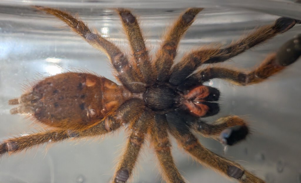 P. Murinus Ventral Sexing