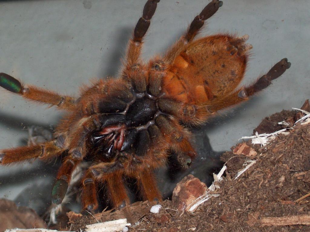 P.murinus
