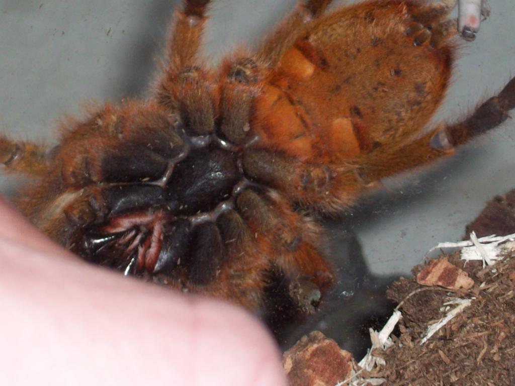 P.murinus