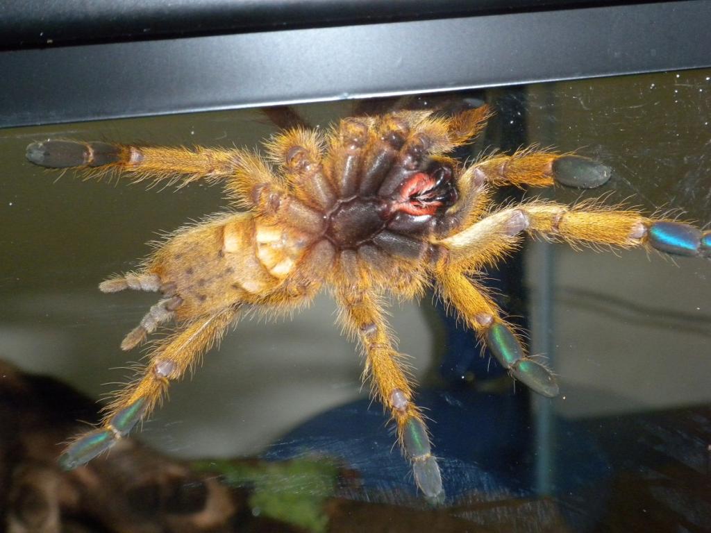 P. Murinus