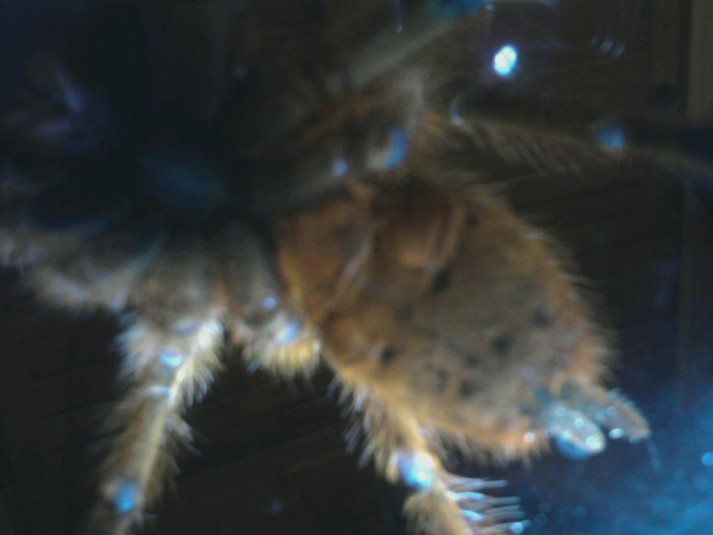 P.murinus