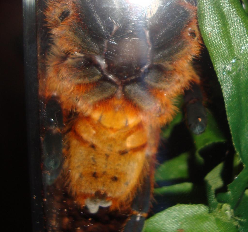 P. murinus