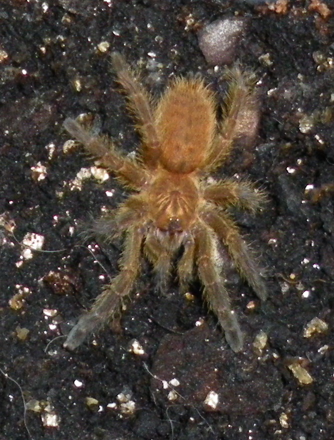 P Murinus