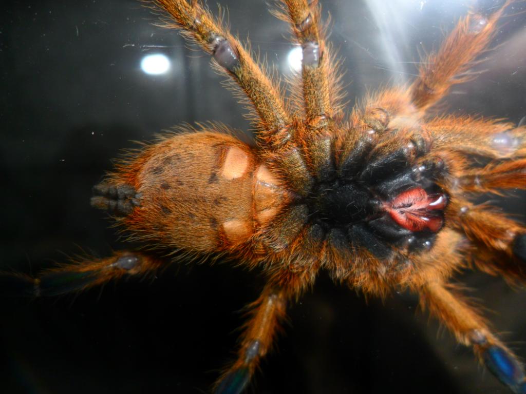 P. murinus