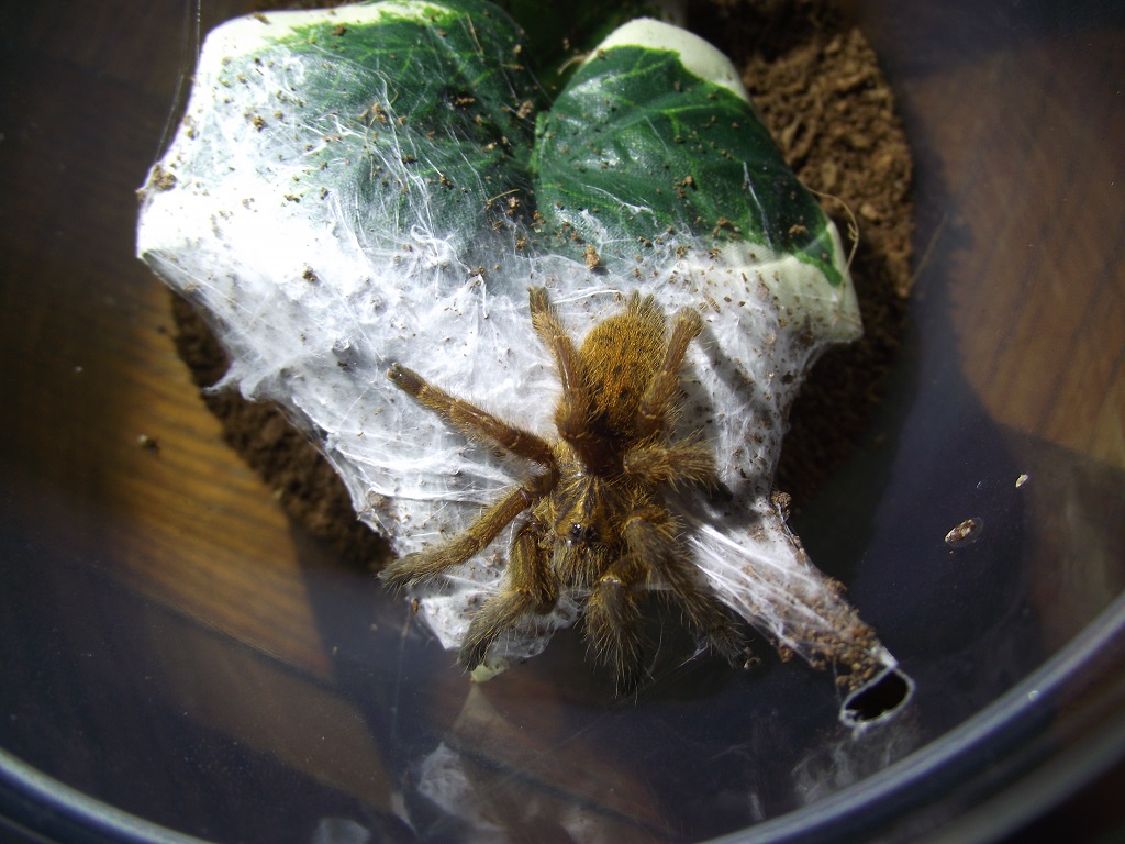 P. murinus