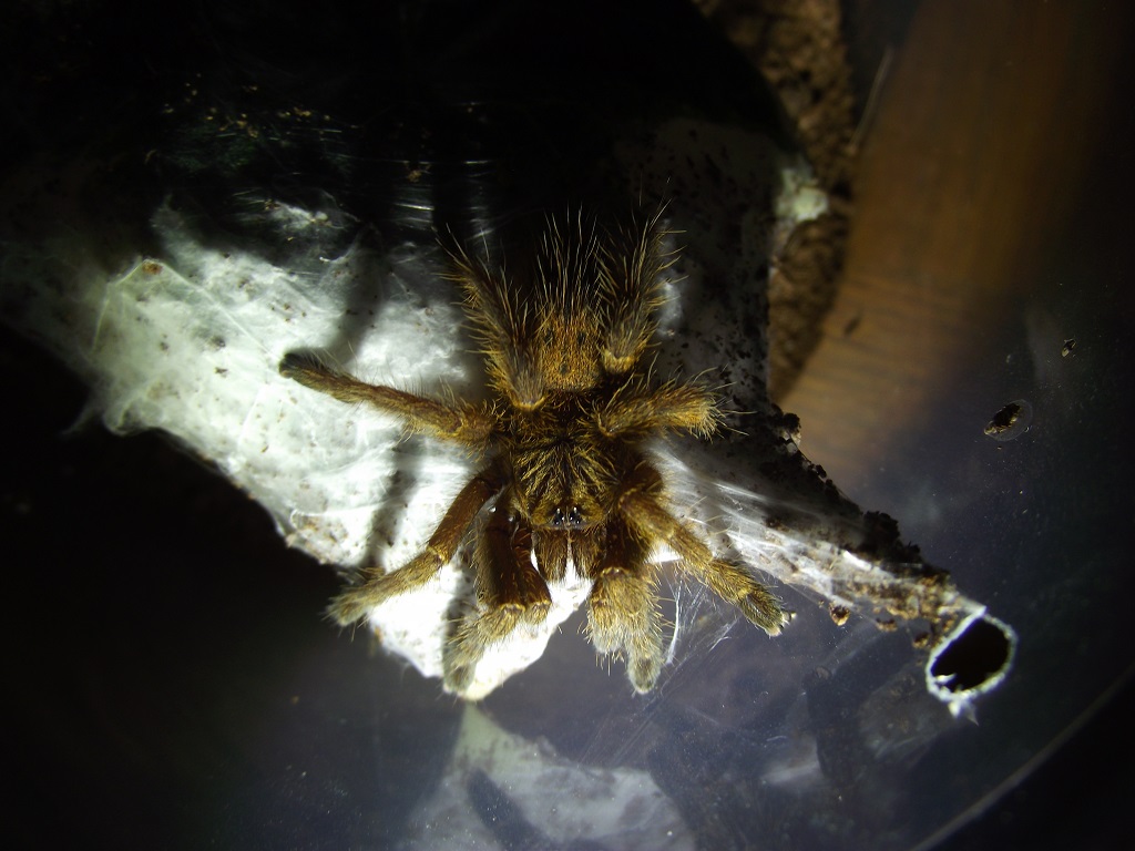 P. murinus