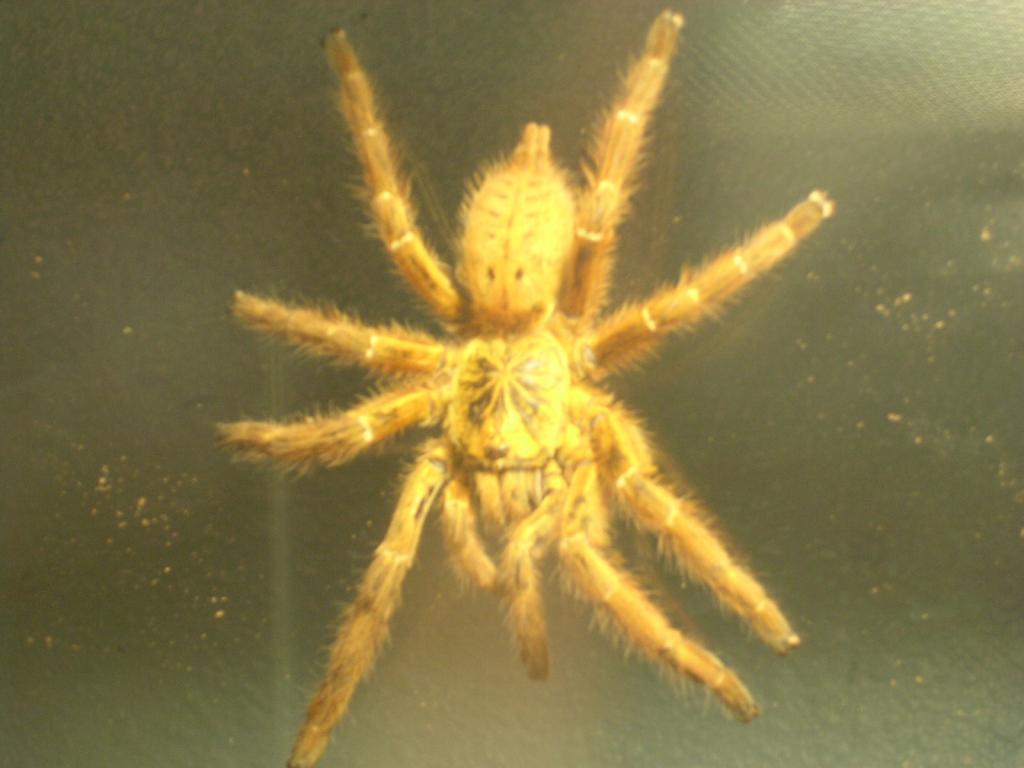 P. Murinus