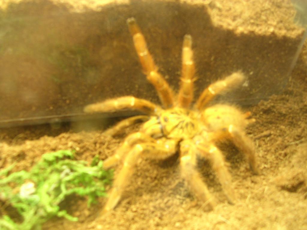 P. Murinus