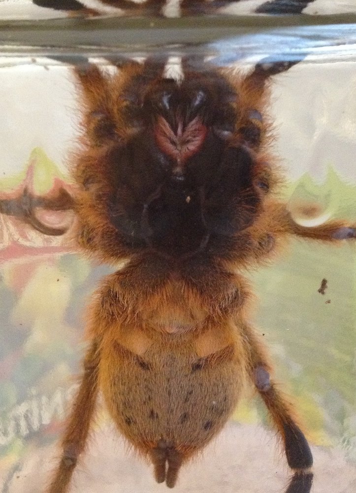 P. Murinus