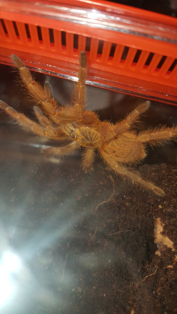 P. Murinus