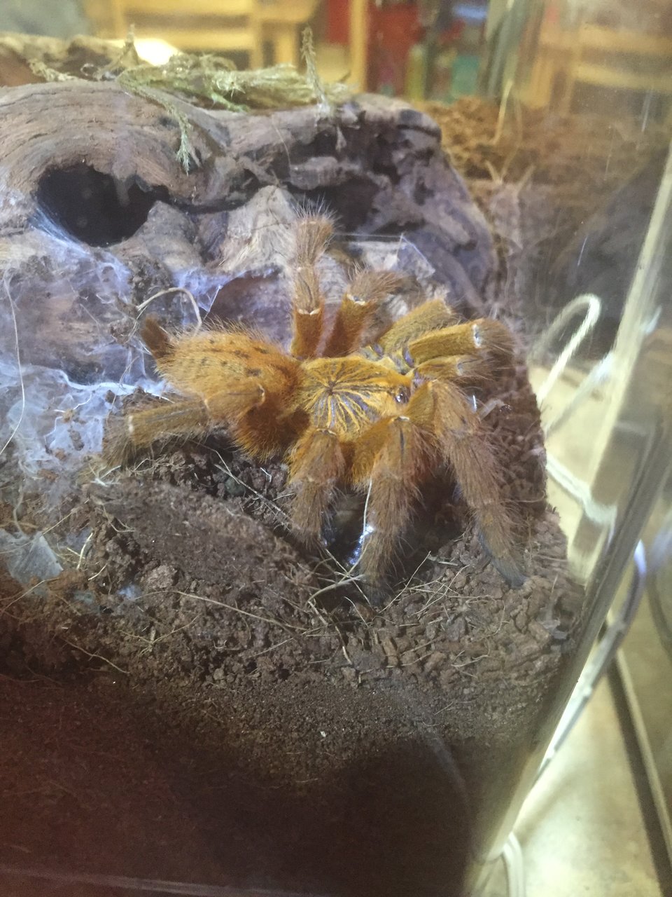 P. Murinus