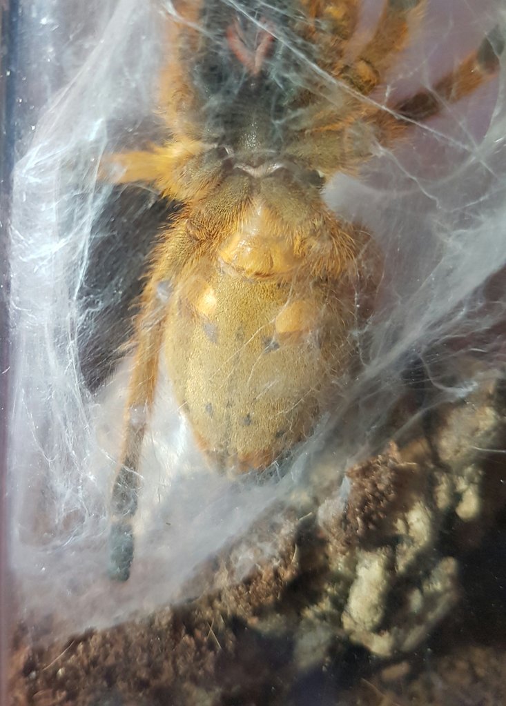 P.murinus