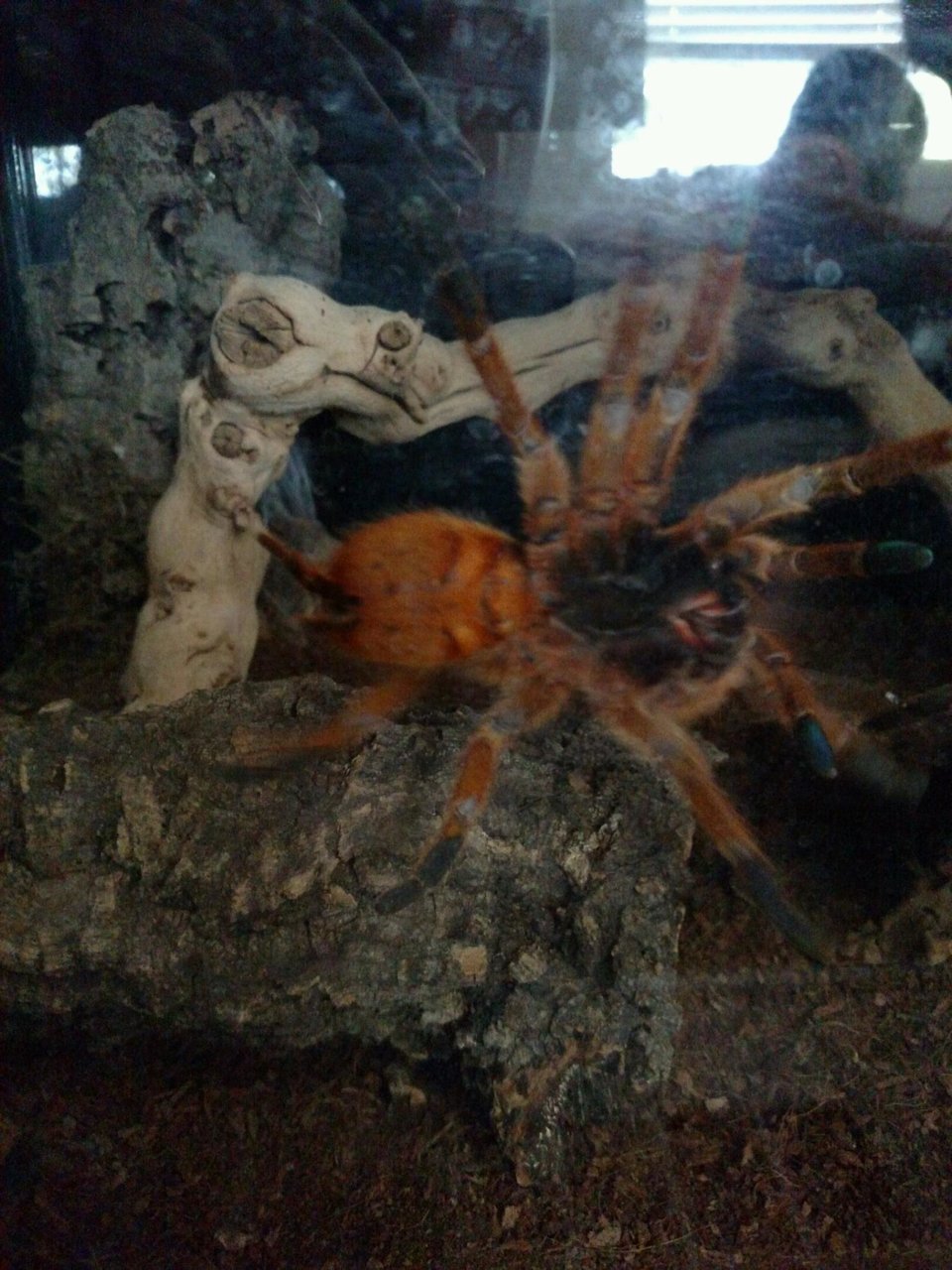 P. murinus