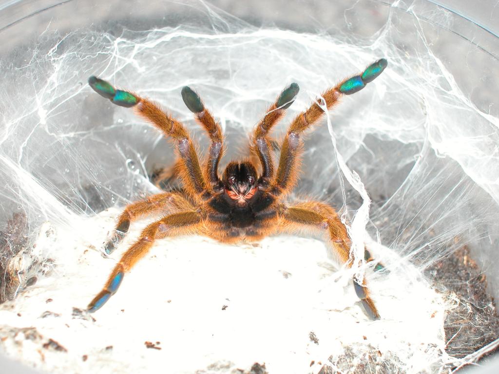 P. murinus