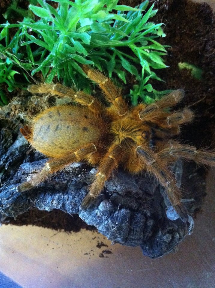P. murinus