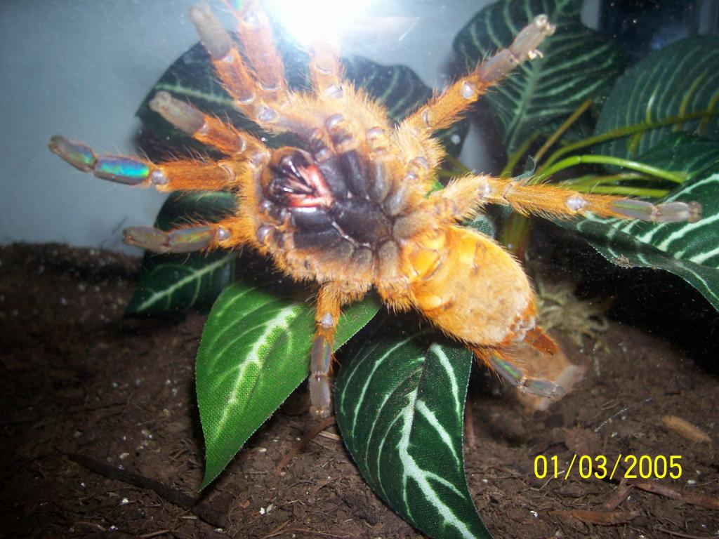 P. murinus