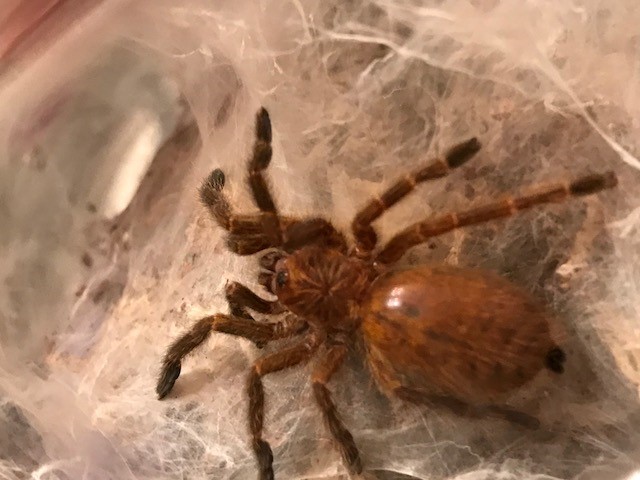 P. murinus