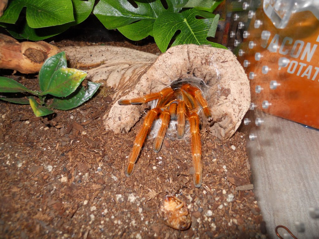 p.murinus