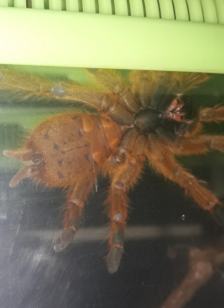 P. Murinus