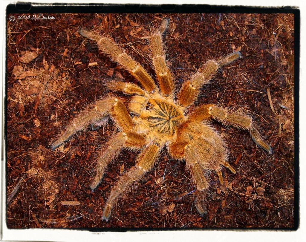 P.murinus