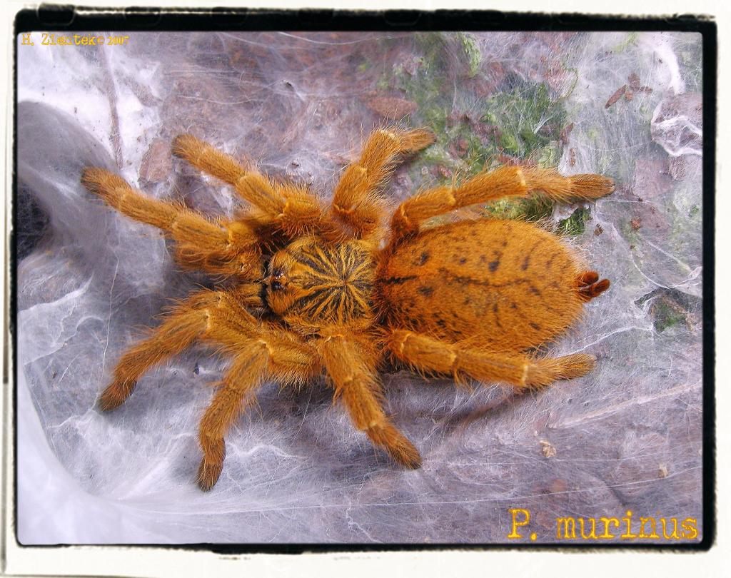 P.murinus