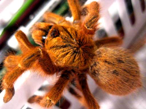 p.murinus