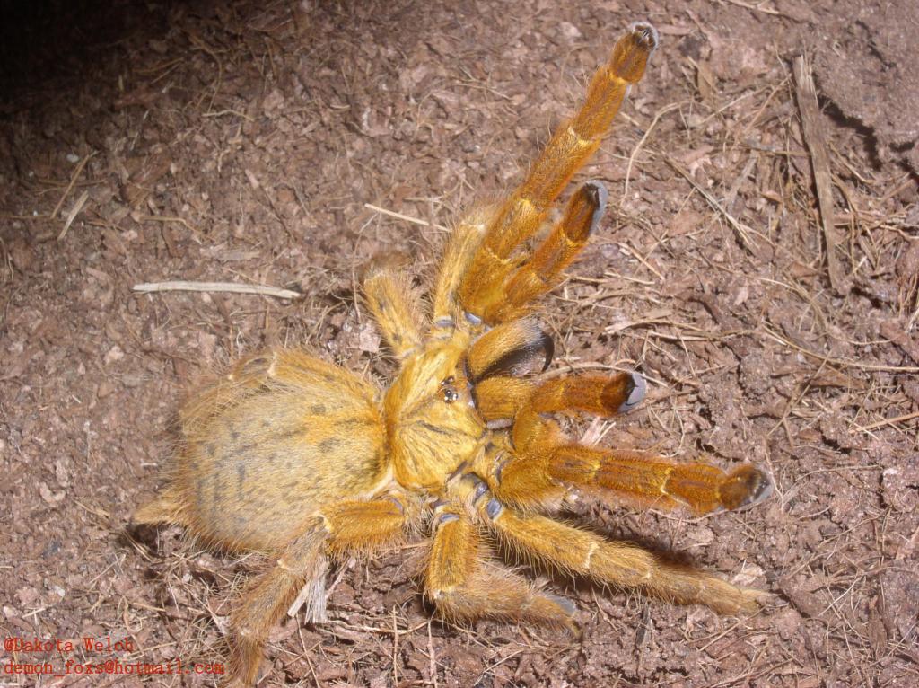 P.murinus