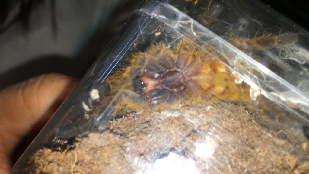 P. Murinus