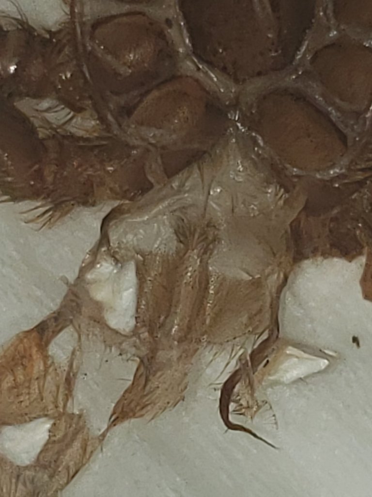 P Murinus