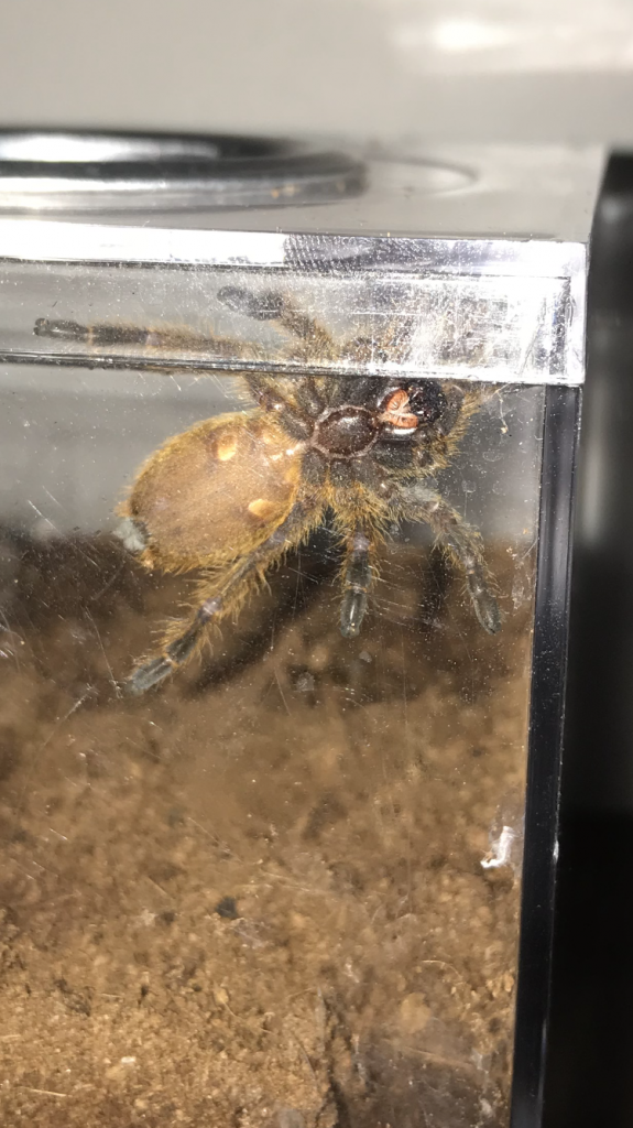 P. murinus