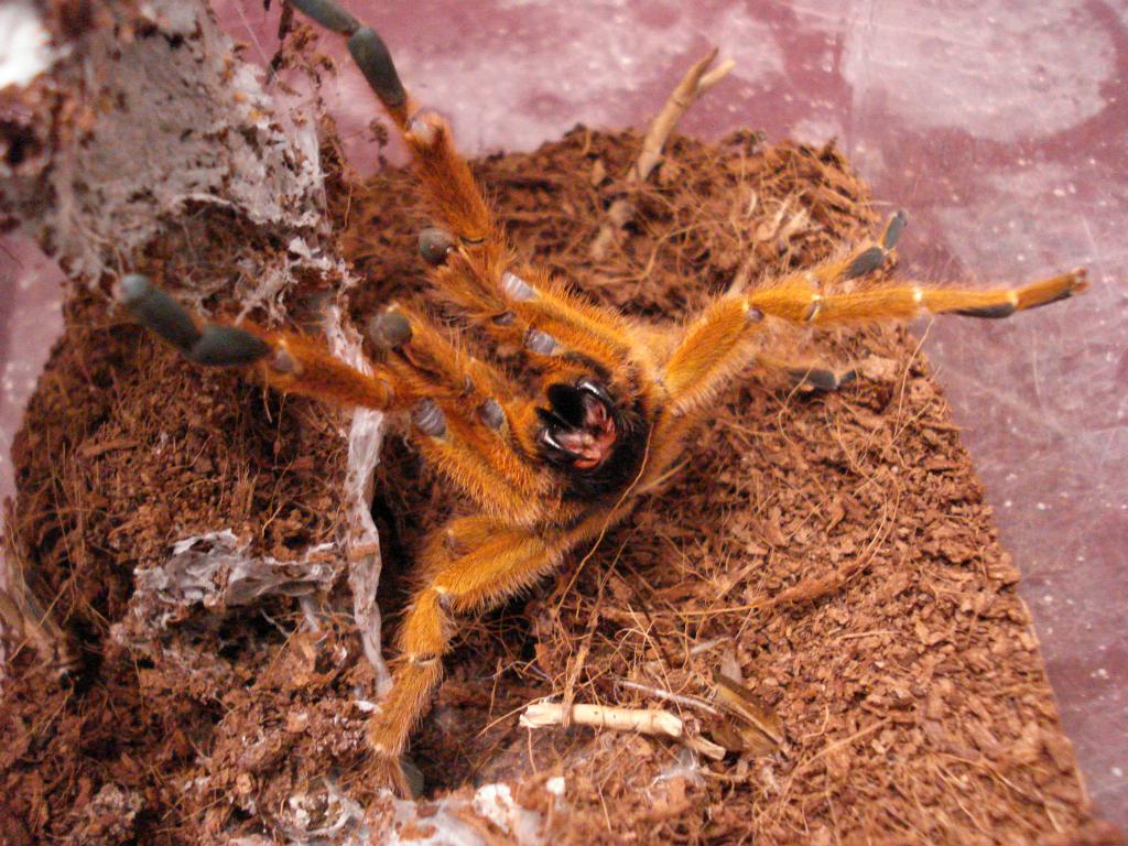 P. murinus