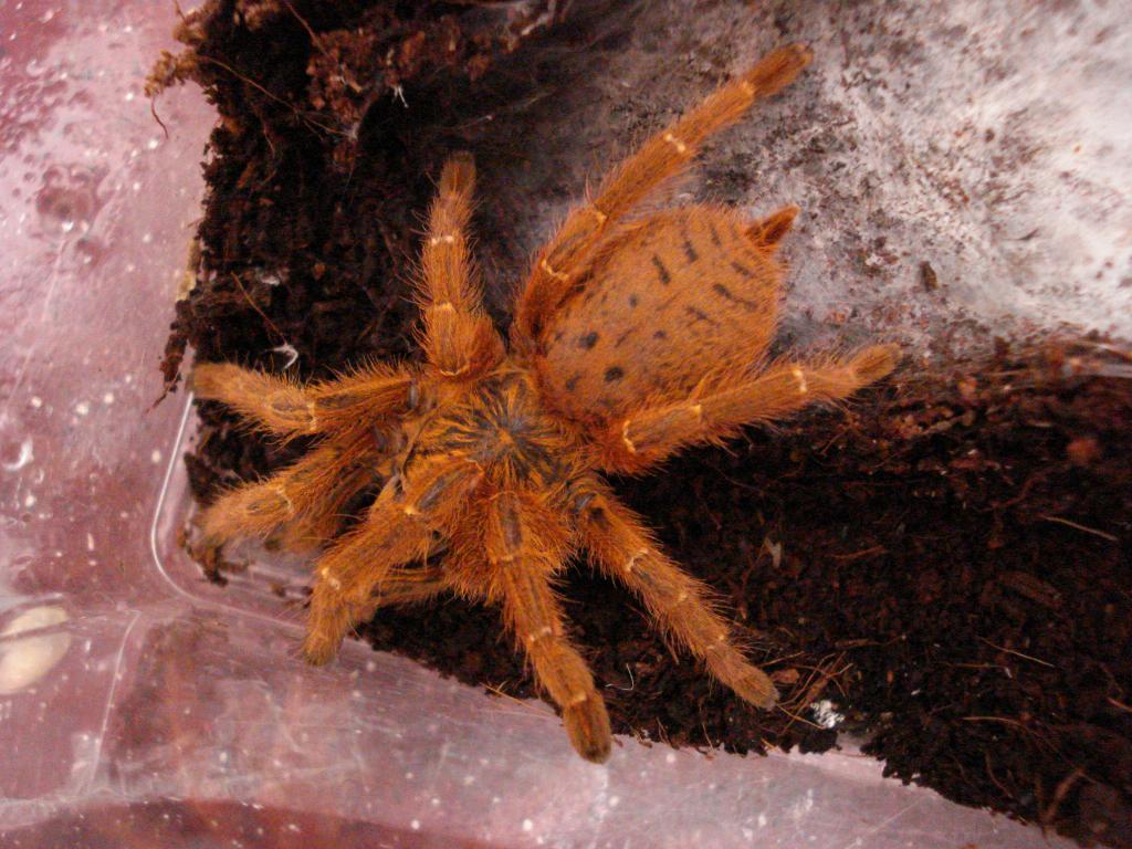 P. murinus