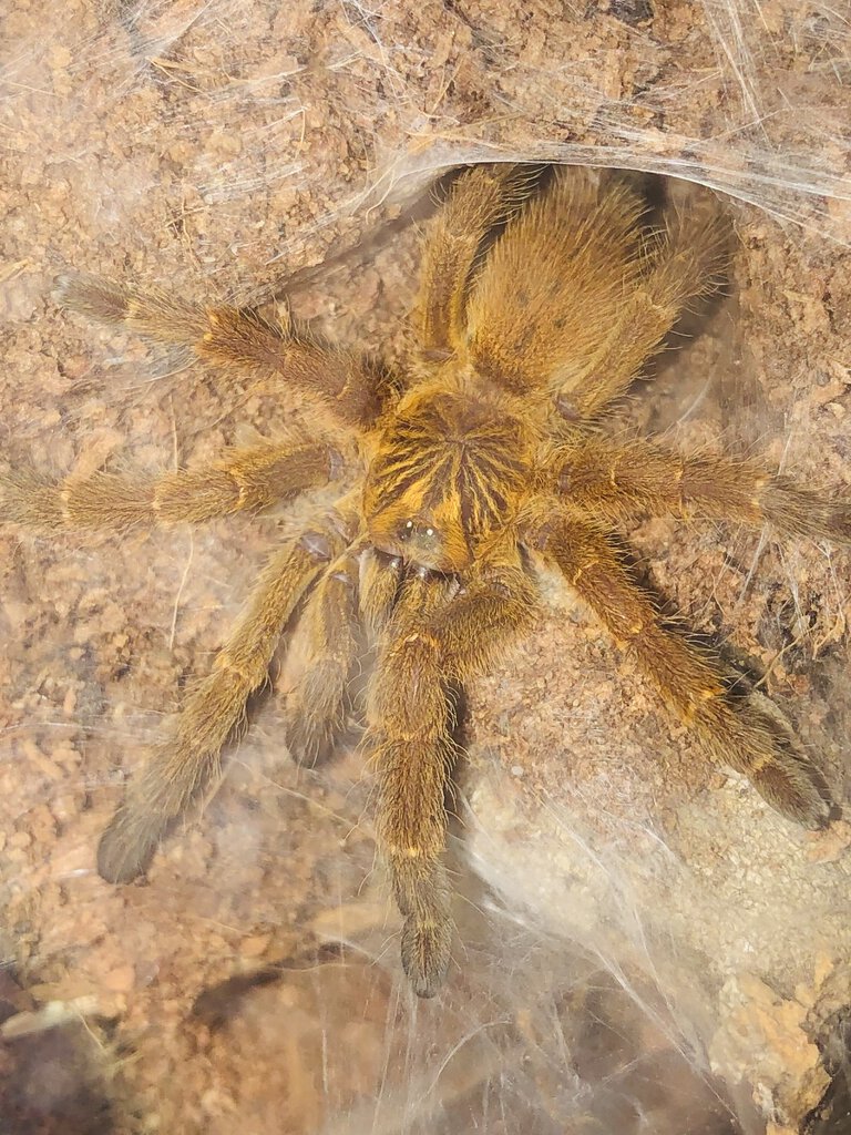 P. murinus