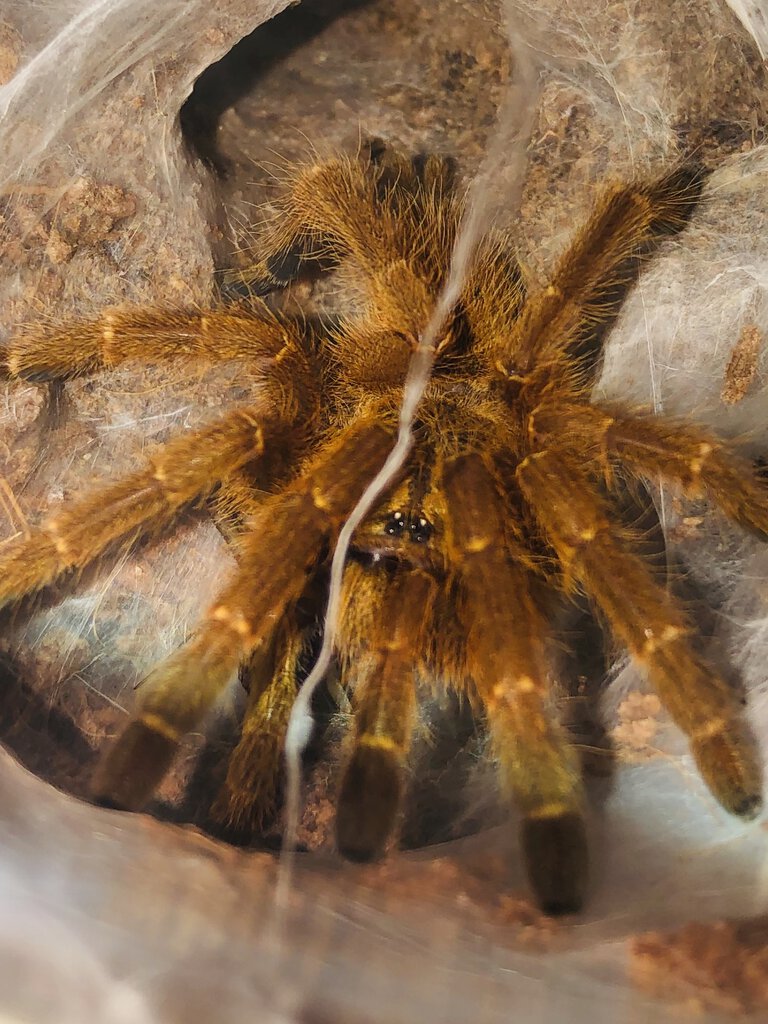 P murinus