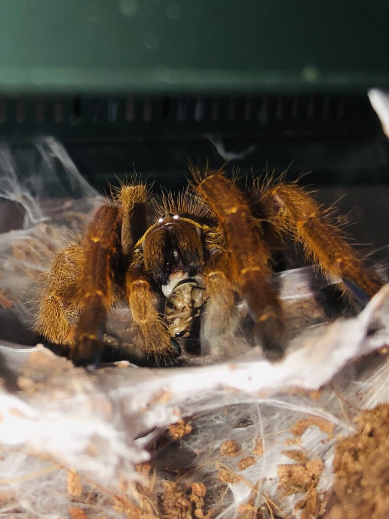 P. murinus