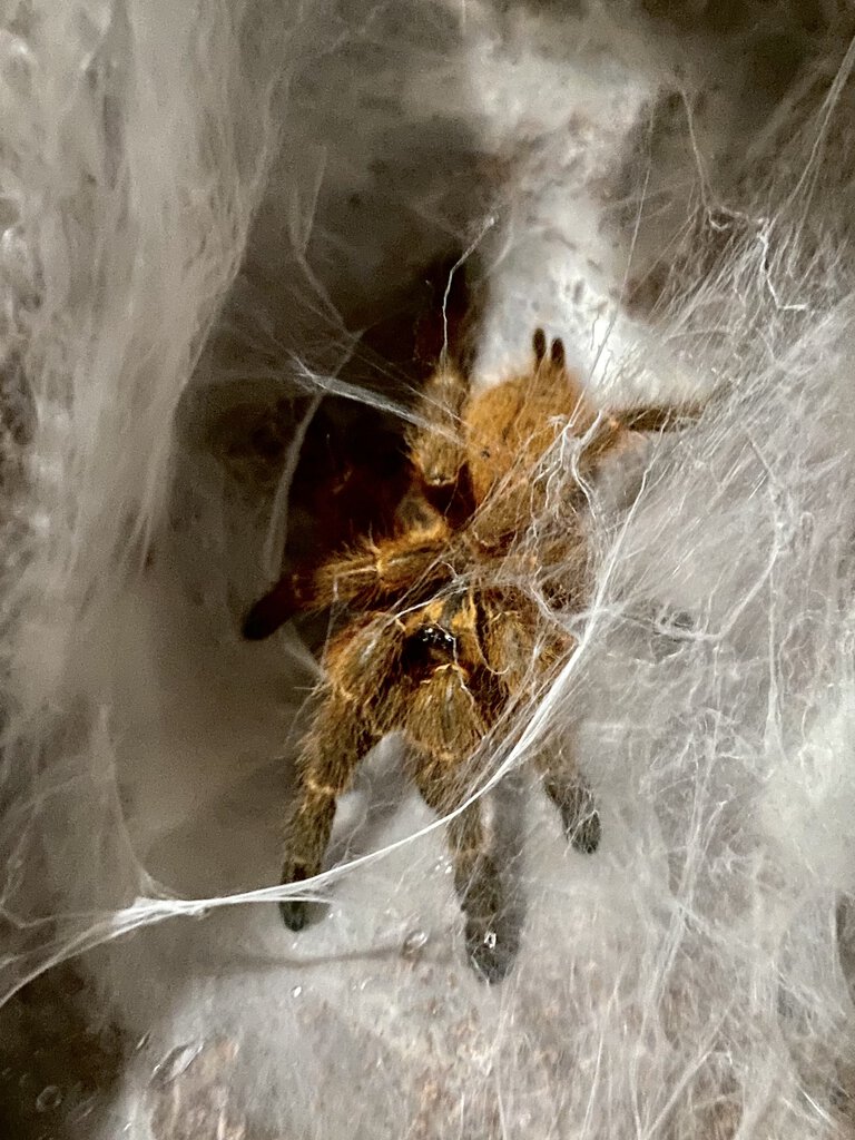 P. murinus