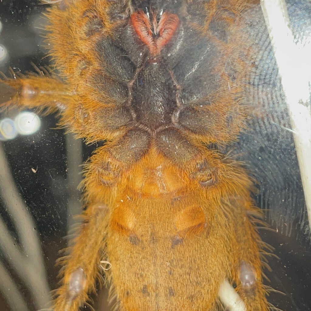 P. Murinus