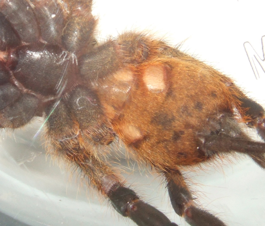 p.murinus