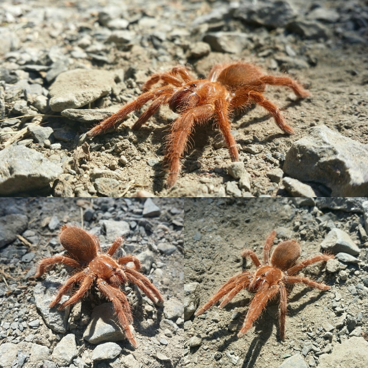 P. muticus