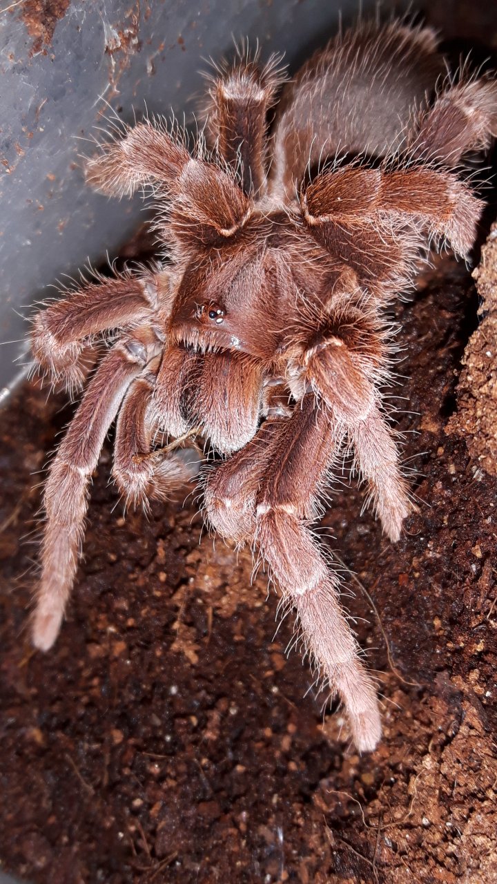 P.muticus