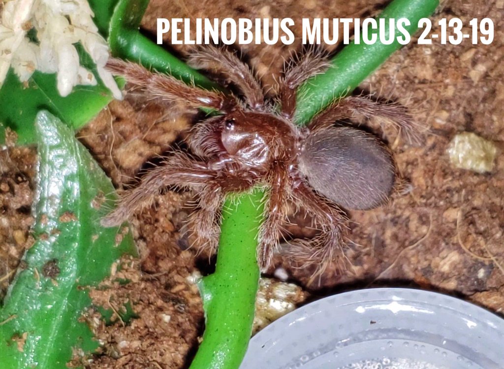 P. Muticus