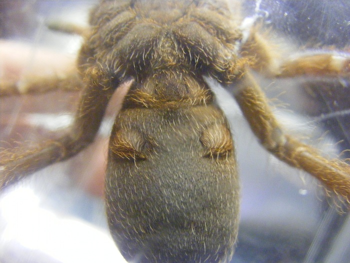 P. muticus2