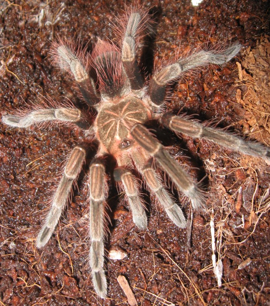P. Nigricolor ~4.5 Inches Freshly Molted