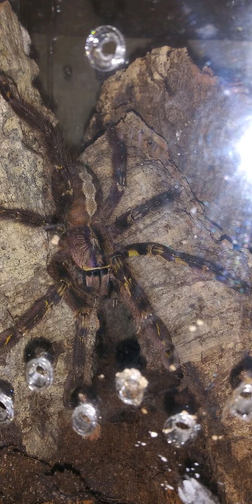 P.ornata #1